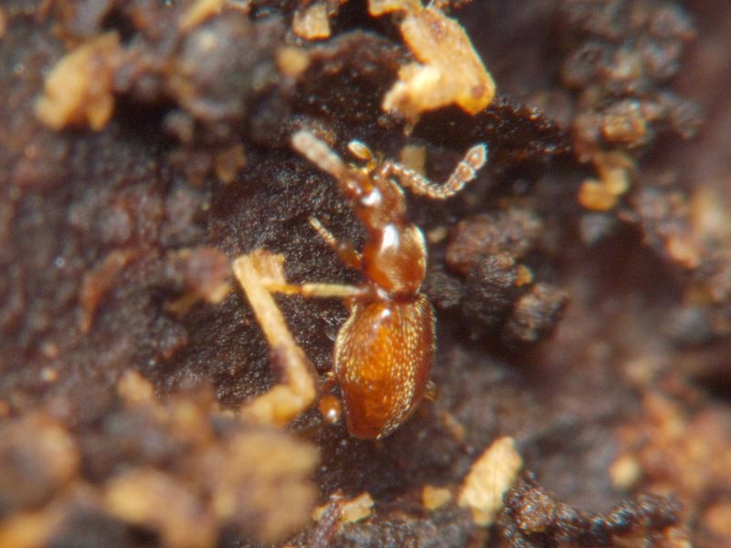 Scydmaenus rufus (P.W.J. Müller & Kunze, 1822)